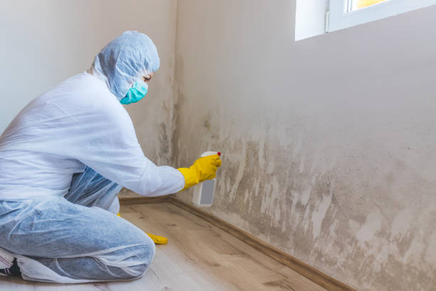 Licensed Basement Mold Remediation service in Westwood, MI - Car Mold Remediation