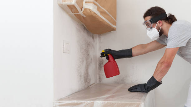 Professional Basement Mold Remediation technician working in Westwood, MI