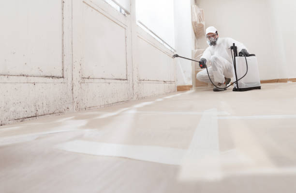 24/7 Emergency Basement Mold Remediation experts in Westwood, MI