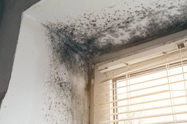 Affordable Basement Mold Remediation solutions in Westwood, MI