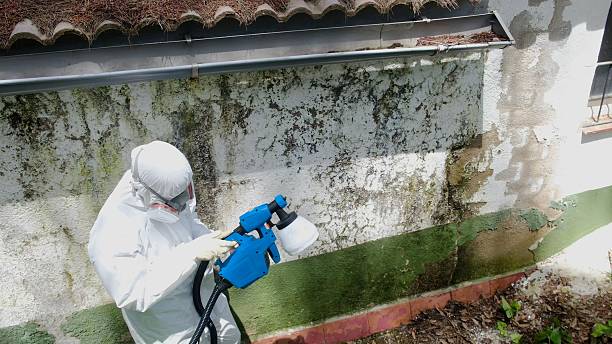 Top rated local Basement Mold Remediation specialists in Westwood, MI